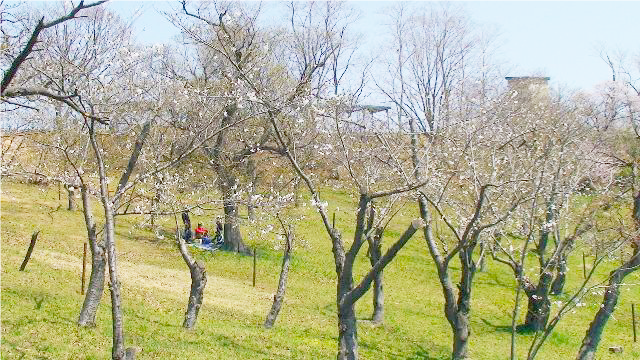 花が咲かなくなった手宮公園の桜（ソメイヨシノ）・平成18年撮影
