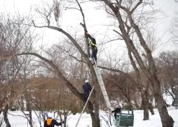 手宮公園の桜剪定作業・平成22年1月撮影