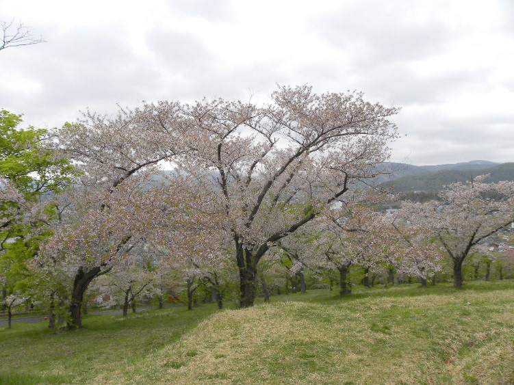 処置後の桜＝花の数が多く、花のボリュームを感じる（平成24年5月14日撮影）