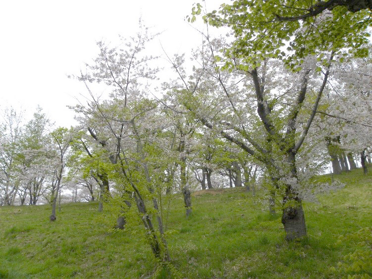 無処置の桜＝花の数が少なく、花のボリュームを感じない（平成24年5月14日撮影）