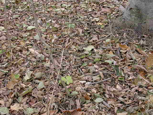 緑色のまま落葉したケヤマハンノキの葉