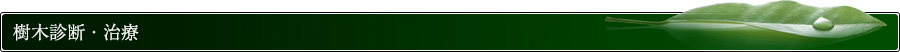 樹木診断・治療
